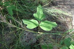 Vigna hainiana